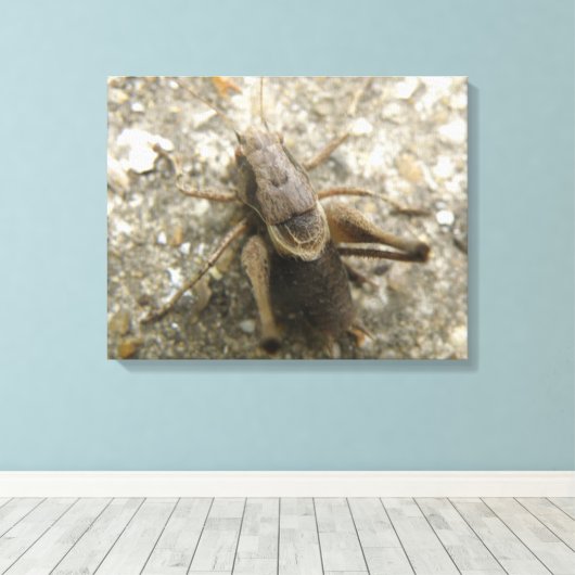 Bruin Veld Cricket Canvas Print (Insitu (Houten vloer))
