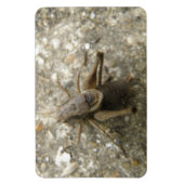Bruin-veldecricket Premium Magnet Magneet (Verticaal)