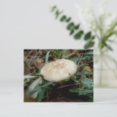 Bruin wit paddenstoelOBX-Briefkaart Briefkaart (Staand voorkant)