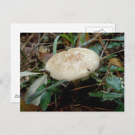 Bruin wit paddenstoelOBX-Briefkaart Briefkaart (Voorkant / Achterkant)