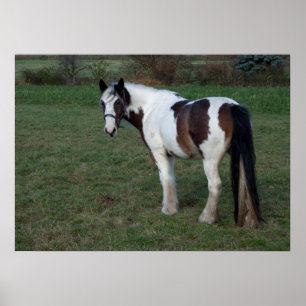 Bruin-witpaard Poster