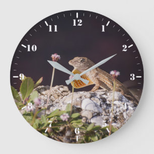 Bruine anole met een schoot grote klok