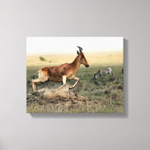 Bruine antilope en zebra veld overdag canvas afdruk