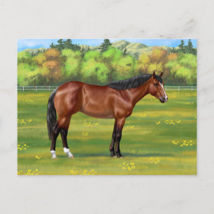 Bruine Bay Quarter Horse Briefkaart