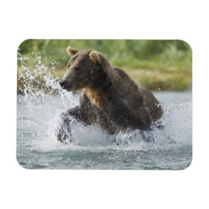 Bruine beer die zalm achterna zit in rivier magneet