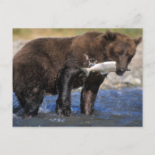 Bruine beer, grizzlybeer, met zalmvangst, briefkaart