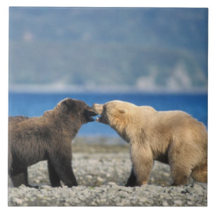 Bruine beer, grizzlybeer, spelen op het strand, tegeltje