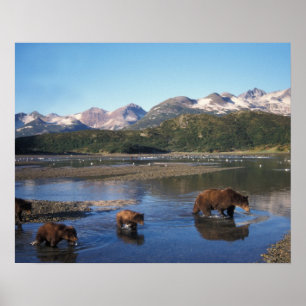 Bruine beer, grizzlybeer, zeug en welpen in poster