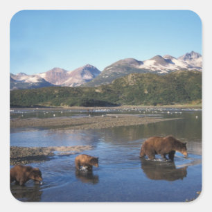 Bruine beer, grizzlybeer, zeug en welpen in vierkante sticker