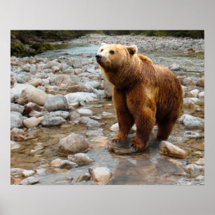 Bruine beer in beek poster