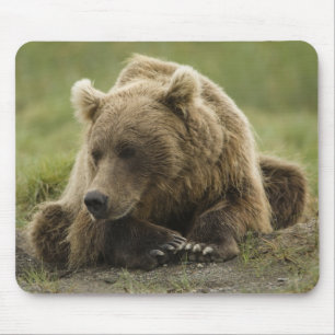Bruine beer, of Kust Grizzlybeer, Ursus Muismat