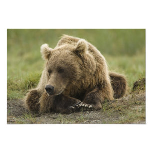 Bruine beer, of kustgrizzlybeer, Ursus Foto Afdruk