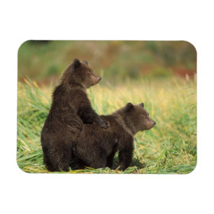 bruine beer, Ursus arctos, grizzlybeer, Ursus 2 Magneet