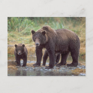 bruine beer, Ursus arctos, grizzlybeer, Ursus 3 Briefkaart