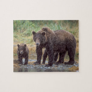 bruine beer, Ursus arctos, grizzlybeer, Ursus 3 Legpuzzel