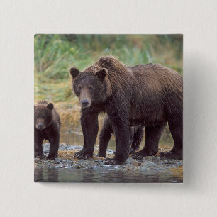 bruine beer, Ursus arctos, grizzlybeer, Ursus 3 Vierkante Button 5,1 Cm