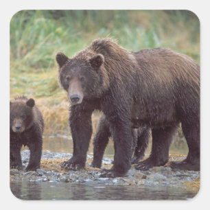 bruine beer, Ursus arctos, grizzlybeer, Ursus 3 Vierkante Sticker