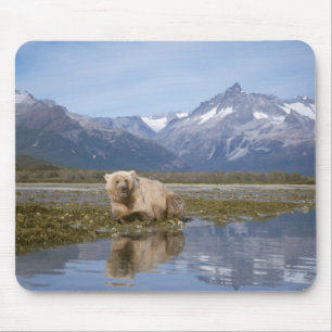 bruine beer, Ursus arctos, grizzlybeer, Ursus 4 Muismat