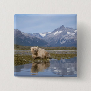 bruine beer, Ursus arctos, grizzlybeer, Ursus 4 Vierkante Button 5,1 Cm