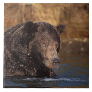 bruine beer, Ursus arctos, grizzlybeer, Ursus 5 Tegeltje