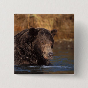bruine beer, Ursus arctos, grizzlybeer, Ursus 5 Vierkante Button 5,1 Cm