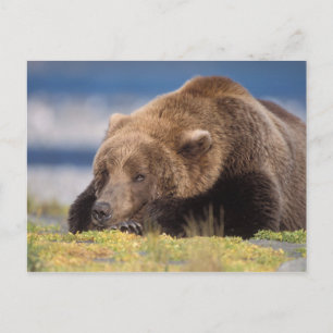 bruine beer, Ursus arctos, grizzlybeer, Ursus 8 Briefkaart