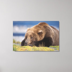bruine beer, Ursus arctos, grizzlybeer, Ursus 8 Canvas Afdruk