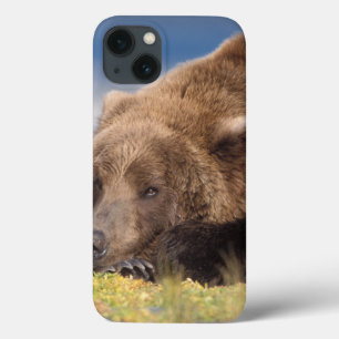 bruine beer, Ursus arctos, grizzlybeer, Ursus 8 iPhone 13 Hoesje