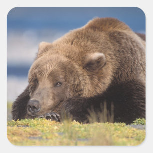 bruine beer, Ursus arctos, grizzlybeer, Ursus 8 Vierkante Sticker