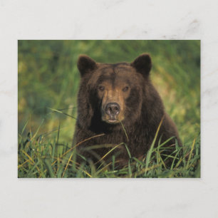 bruine beer, Ursus arctos, grizzlybeer, Ursus 9 Briefkaart