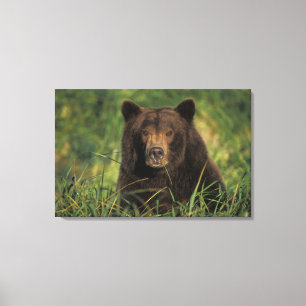 bruine beer, Ursus arctos, grizzlybeer, Ursus 9 Canvas Afdruk