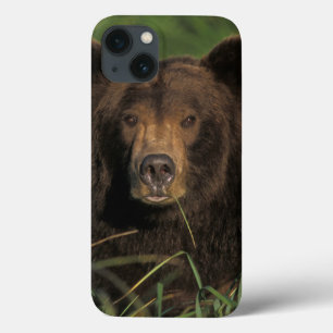 bruine beer, Ursus arctos, grizzlybeer, Ursus 9 iPhone 13 Hoesje