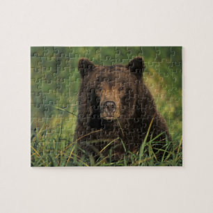 bruine beer, Ursus arctos, grizzlybeer, Ursus 9 Legpuzzel