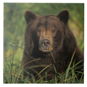 bruine beer, Ursus arctos, grizzlybeer, Ursus 9 Tegeltje