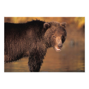 bruine beer, Ursus arctos, grizzlybeer, Ursus Foto Afdruk