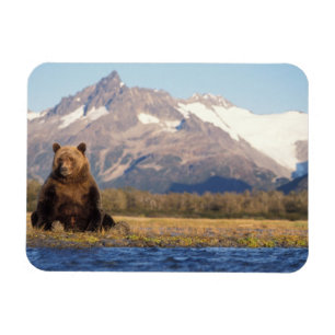 bruine beer, Ursus arctos, grizzlybeer, Ursus Magneet
