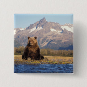 bruine beer, Ursus arctos, grizzlybeer, Ursus Vierkante Button 5,1 Cm