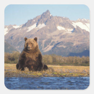 bruine beer, Ursus arctos, grizzlybeer, Ursus Vierkante Sticker