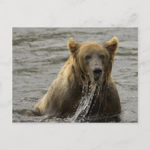 Bruine beer vissen ansichtkaart briefkaart
