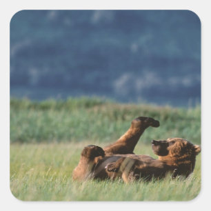 Bruine beren aan het spelen, Ursus arctos, Alaska Vierkante Sticker
