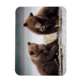 Bruine Beren kubussen van de Stroom Magneet (Verticaal)