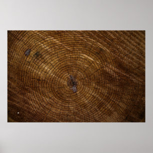 Bruine boomstam poster