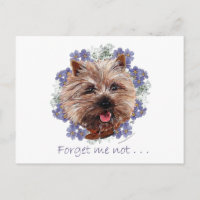 Bruine Cairn Terrier Vergeet-mij-nietje