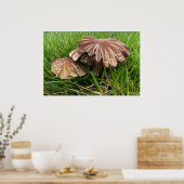 Bruine champignons poster (Keuken)