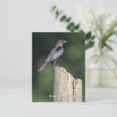 Bruine cowbird briefkaart (Staand voorkant)