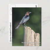 Bruine cowbird briefkaart (Voorkant / Achterkant)