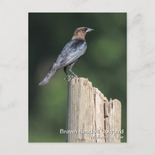 Bruine cowbird briefkaart