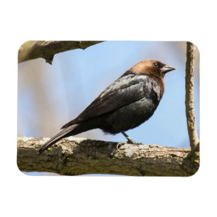 Bruine cowbird magneet