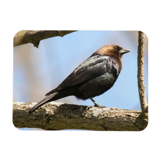 Bruine cowbird magneet (Horizontaal)