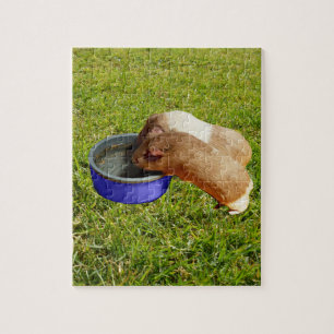 Bruine en witte cavia's, legpuzzel